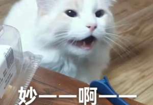 养猫人最大的困惑：猫猫为什么非要在凌晨叫人起床？