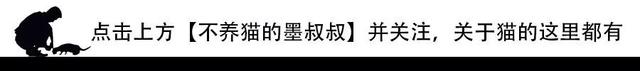 【徐州猫咪领养】前世的一亿两千五百万次回眸，才换来了这个拥抱