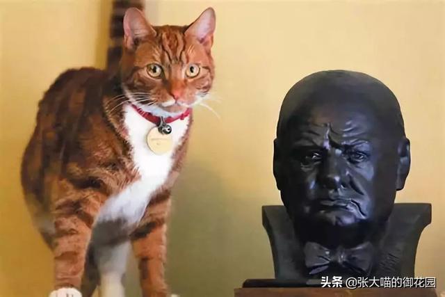 辟谣：怀孕不能养猫？钟南山说：孕妇最好养猫，而且越早越好