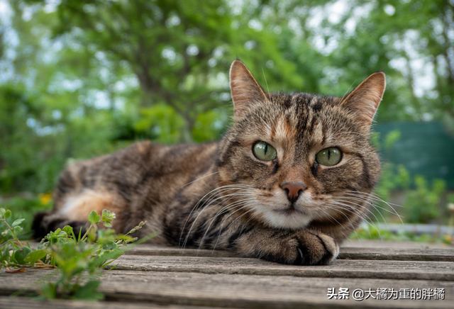 “养猫很轻松”是真的吗？这3件事情比养狗轻松，却也少不了麻烦