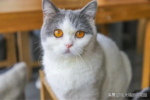 辟谣：怀孕不能养猫？钟南山说：孕妇最好养猫，而且越早越好