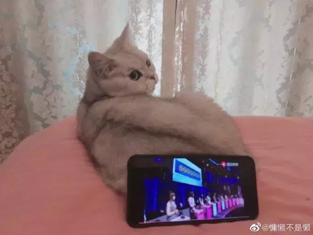 养猫千日，用猫一时！猫咪实用手册，了解一下……