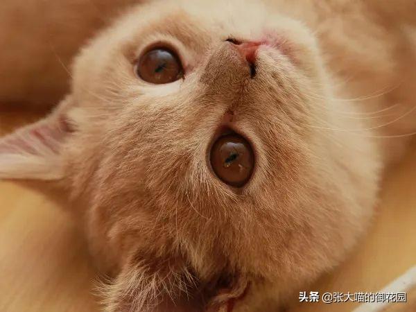 辟谣：怀孕不能养猫？钟南山说：孕妇最好养猫，而且越早越好