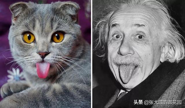 辟谣：怀孕不能养猫？钟南山说：孕妇最好养猫，而且越早越好