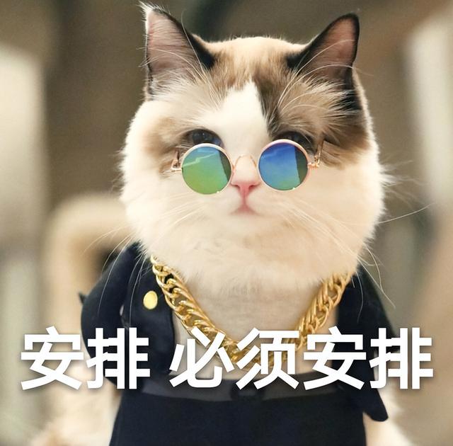 一个人养了猫，就会有这些现象，藏不住的