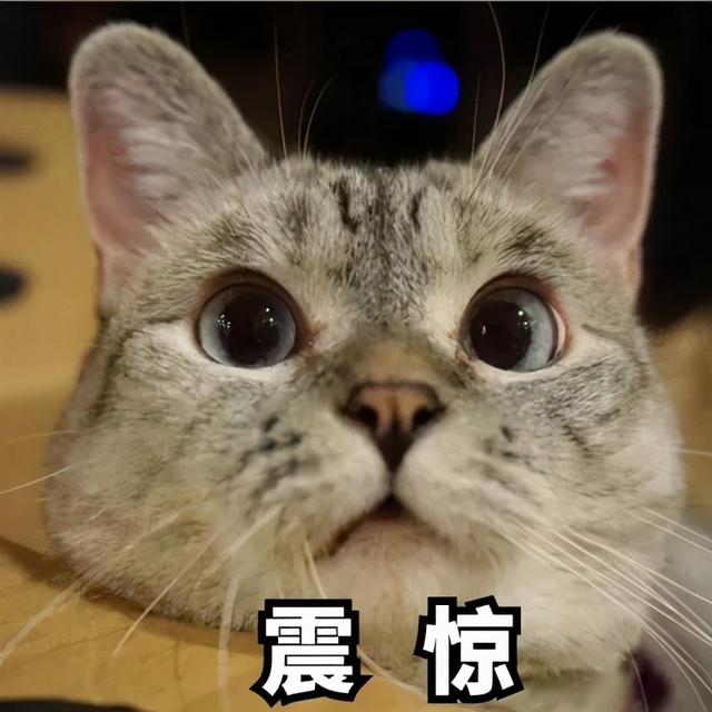 千万不要再信谣言啦！猫咪要从小养才能对主人忠心？