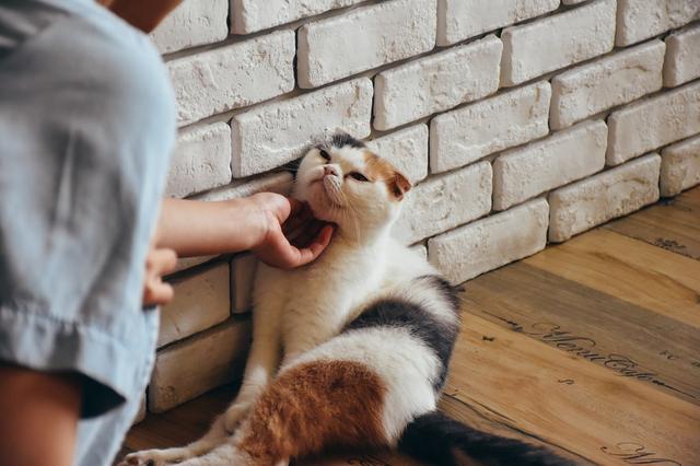 养猫前要做哪些准备？不要因为一时兴起而养猫