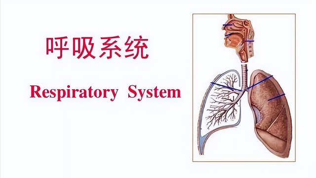 养猫容易得肺癌？医生提醒：这2点才是患肺癌的真正原因