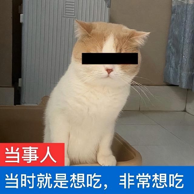 若一只猫有这6个特征，证明它是只“旺家猫”，能带来好运