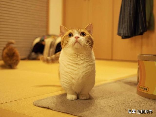 想要领养猫咪，这几件事情一定要搞清楚