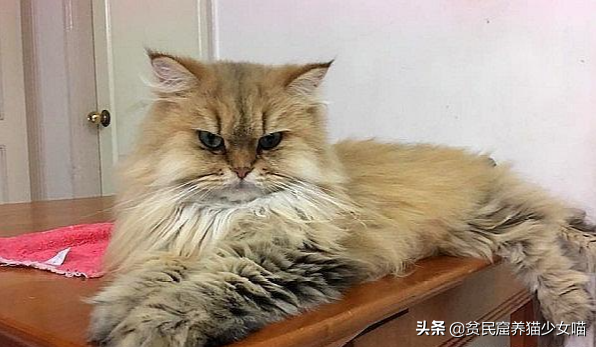 “猫来穷，狗来富”是真的吗，养猫到底是招财还是破财