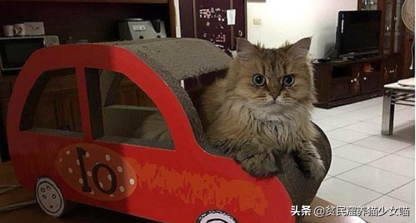 “猫来穷，狗来富”是真的吗，养猫到底是招财还是破财