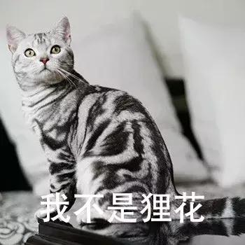 新手第一次养猫，选择英短还是美短呢？总算搞清楚了