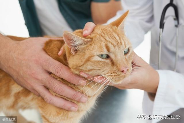 如何科学饲养猫咪，宠物医生总结出了这8方面的常识和注意事项