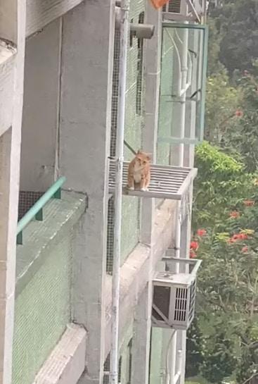 邻居猫咪爬到25楼阳台边玩，网友只能贴纸提醒！装个纱网很难吗？