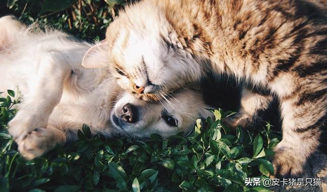 猫狗同养是怎样一种体验？学会这四点，让猫狗相处其乐融融