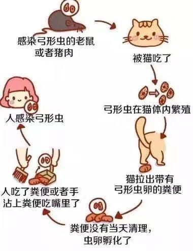 怀孕了，家里可以养猫吗？孕妈妈养猫需要注意哪些事项？