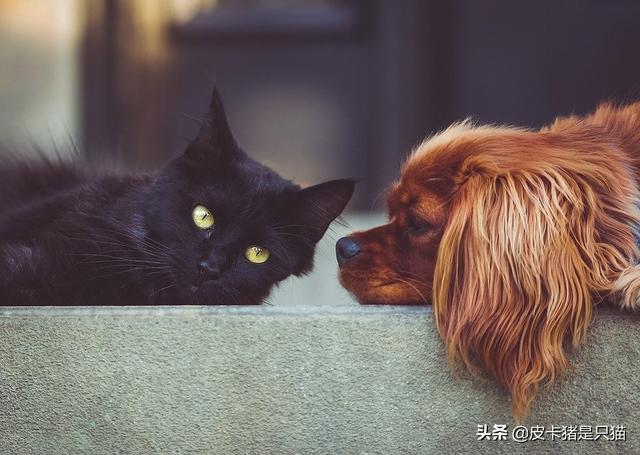 猫狗同养是怎样一种体验？学会这四点，让猫狗相处其乐融融