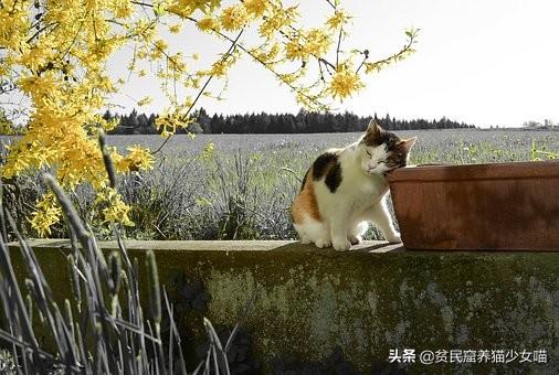 “猫来穷，狗来富”是真的吗，养猫到底是招财还是破财