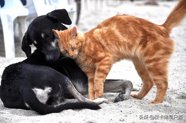 猫狗同养是怎样一种体验？学会这四点，让猫狗相处其乐融融