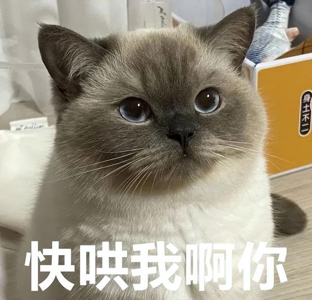 养猫和不养猫的家庭，区别很大， 网友给出了答案！