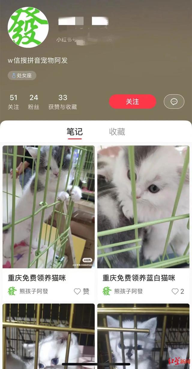 “猫咪免费领养”调查：指定购买高价猫粮，猫丢失或死亡仍需继续