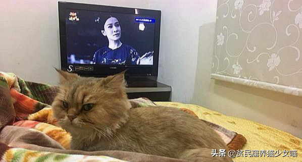 “猫来穷，狗来富”是真的吗，养猫到底是招财还是破财