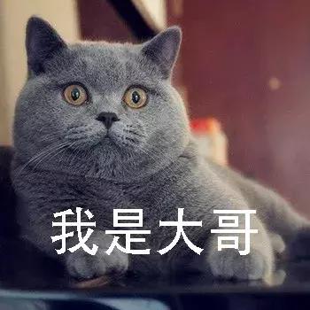 新手第一次养猫，选择英短还是美短呢？总算搞清楚了