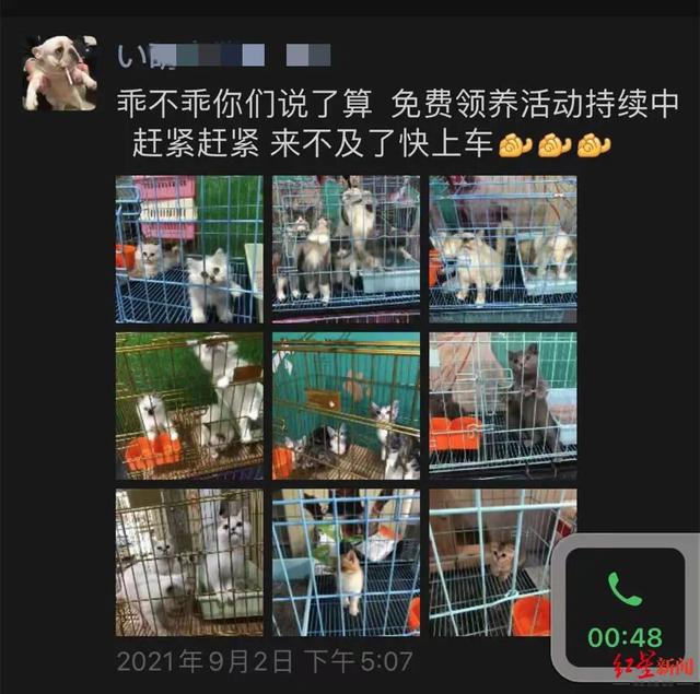 “猫咪免费领养”调查：指定购买高价猫粮，猫丢失或死亡仍需继续