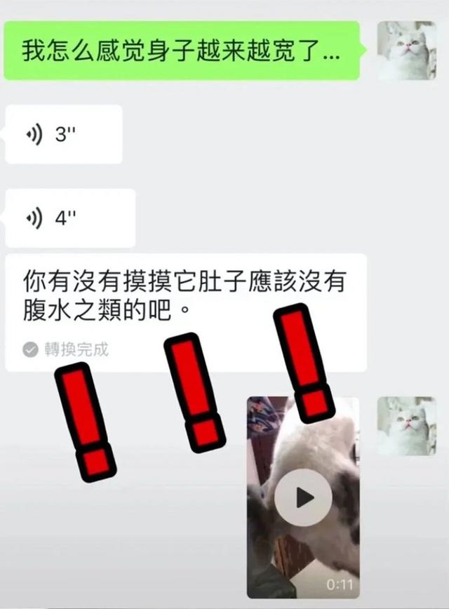 猫咪肚子上鼓囊囊！养猫这么多年了你竟然还不知道“原始袋”？