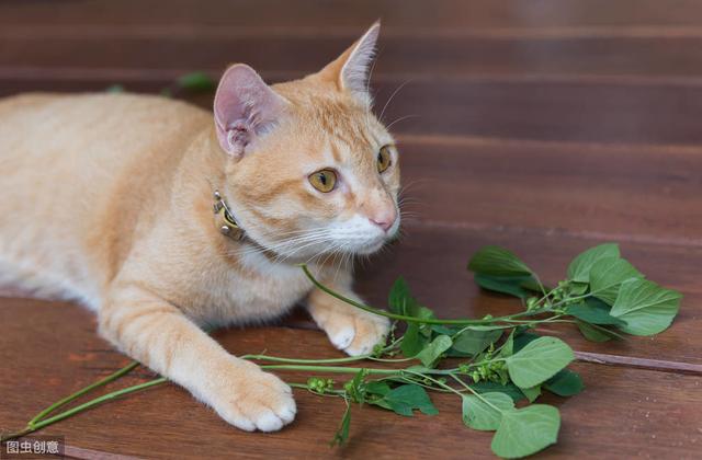 蚊香会让猫咪中毒，养猫家庭的驱蚊妙招，你get到了么？