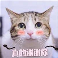 传说养猫之后都会有这5个“副作用”，养猫越久就会越严重？