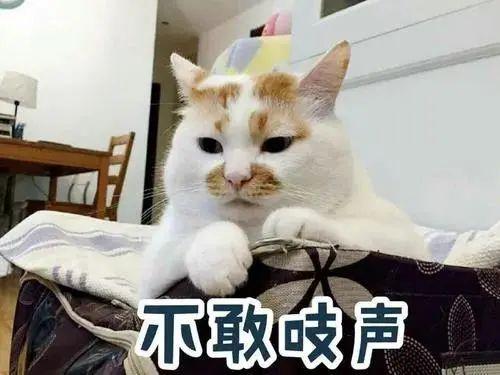 传说养猫之后都会有这5个“副作用”，养猫越久就会越严重？