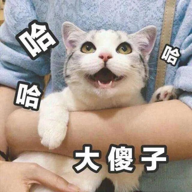 传说养猫之后都会有这5个“副作用”，养猫越久就会越严重？