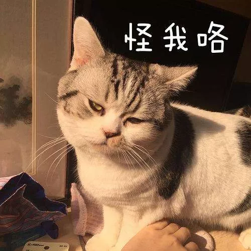 传说养猫之后都会有这5个“副作用”，养猫越久就会越严重？