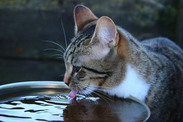 夏季养猫禁忌，你注意好了吗？