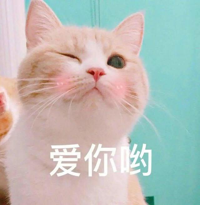 传说养猫之后都会有这5个“副作用”，养猫越久就会越严重？