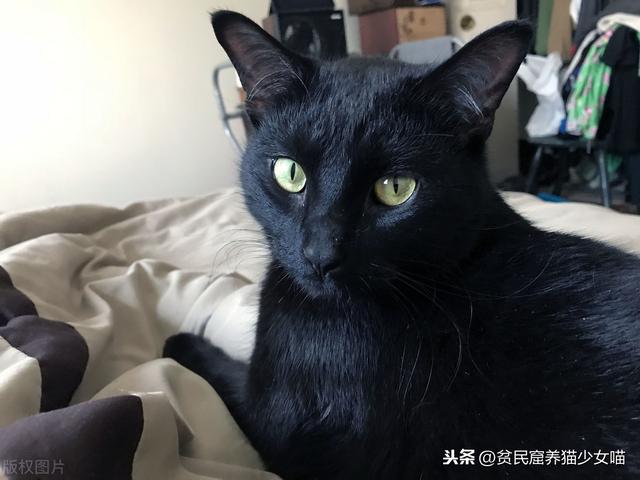 猫咪拍了拍你，告诉你这些关于猫咪的事，全都是谣言