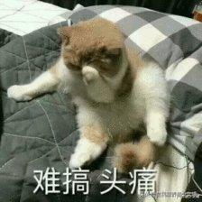 猫咪拍了拍你，告诉你这些关于猫咪的事，全都是谣言