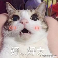 猫咪拍了拍你，告诉你这些关于猫咪的事，全都是谣言