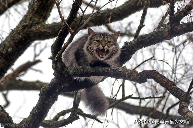 猫咪拍了拍你，告诉你这些关于猫咪的事，全都是谣言