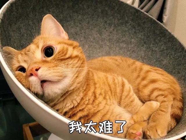 兽医：养猫就要戒掉这些事，不然会害了它