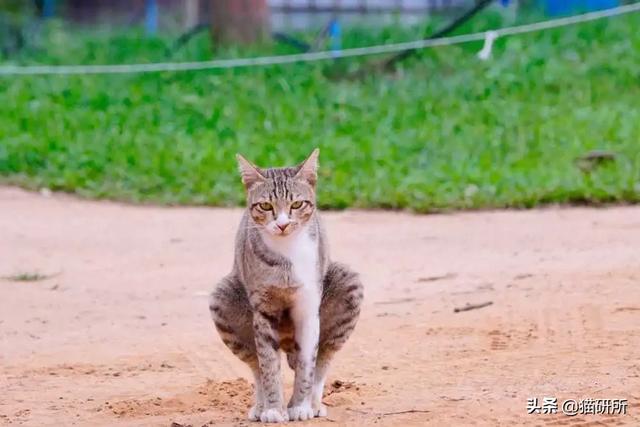 养猫家庭有异味？7种味道一篇搞定