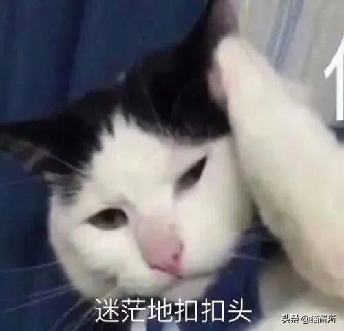 养猫家庭有异味？7种味道一篇搞定