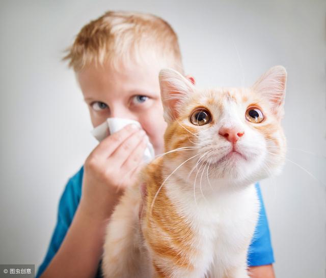 爱猫如命却对猫过敏？四个步骤教你如何逐步脱敏，实现有猫的愿望