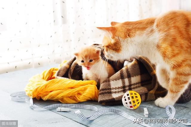 养宠小知识：猫咪性格也可以后天培养，这几个时期是关键