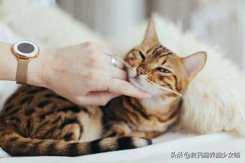 养宠小知识：猫咪性格也可以后天培养，这几个时期是关键