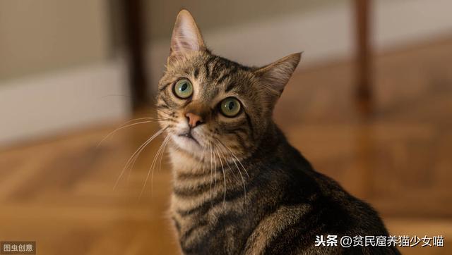 养宠小知识：猫咪性格也可以后天培养，这几个时期是关键