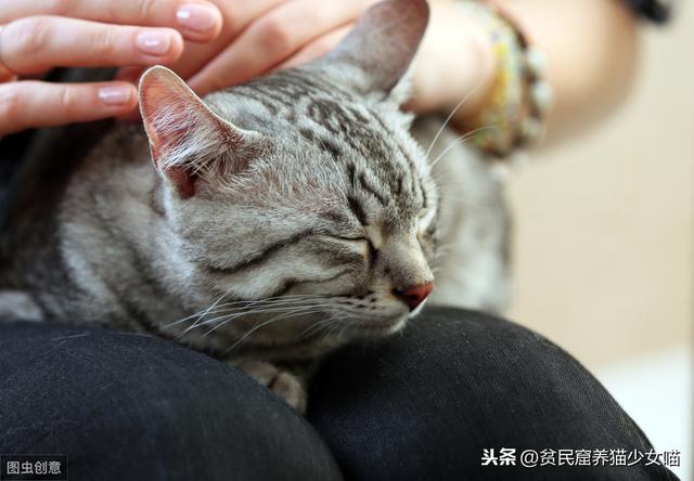 养宠小知识：猫咪性格也可以后天培养，这几个时期是关键