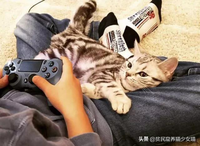 养宠小知识：猫咪性格也可以后天培养，这几个时期是关键